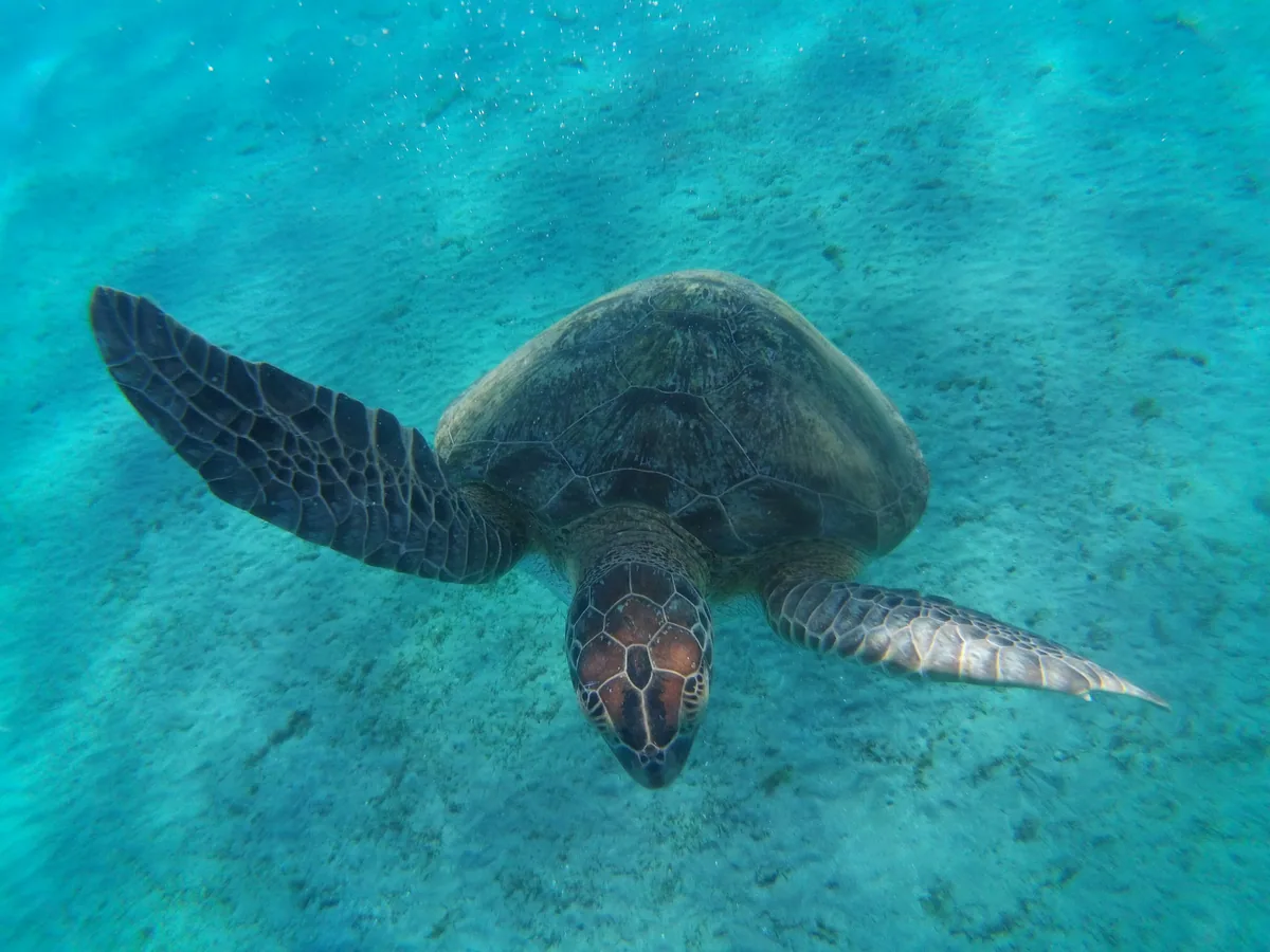 Marsa Alam Dalış ve Şnorkel Turu